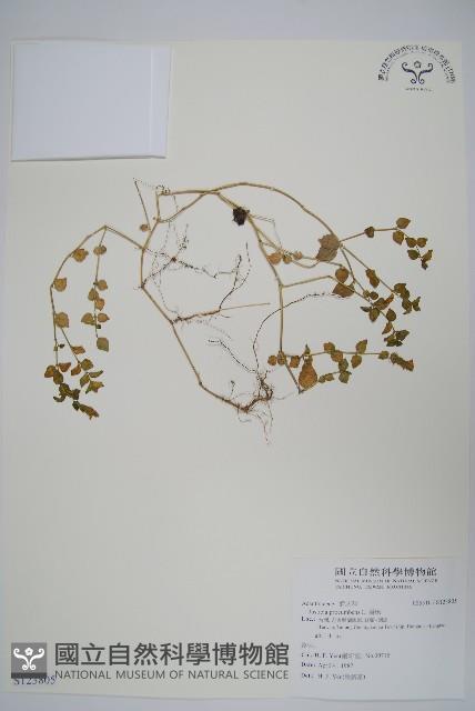 爵床藏品圖，第1張