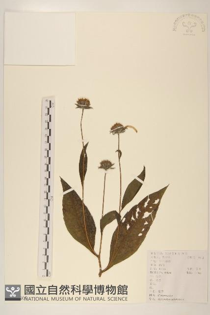 塊根向日葵藏品圖，第1張