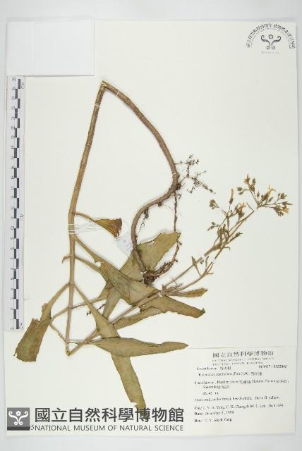 倒吊蓮、匙葉燈籠草藏品圖，第1張