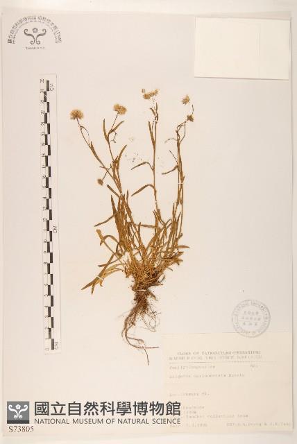 玉山飛蓬藏品圖，第1張