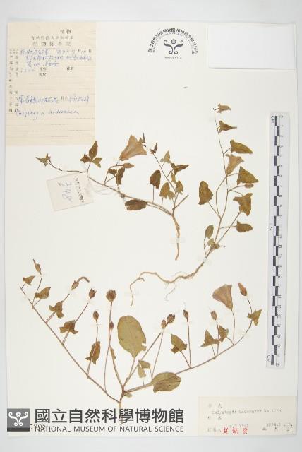 打碗花藏品圖，第1張