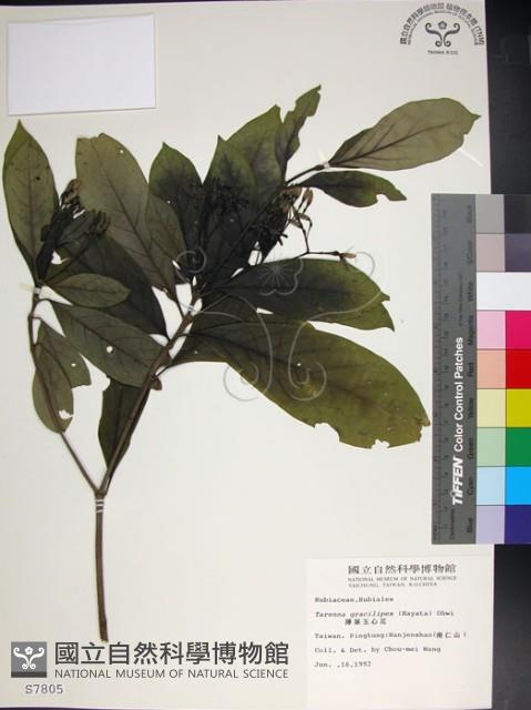 薄葉玉心花藏品圖，第1張