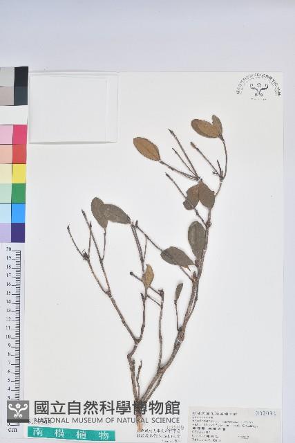 黃花著生杜鵑藏品圖，第1張