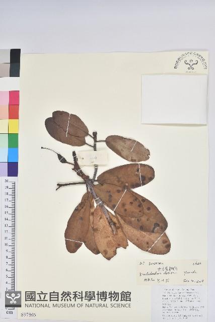 大白杜鵑藏品圖，第1張