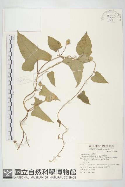 吊鐘藤藏品圖，第1張