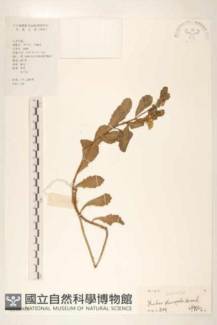 光梗闊苞菊藏品圖，第1張