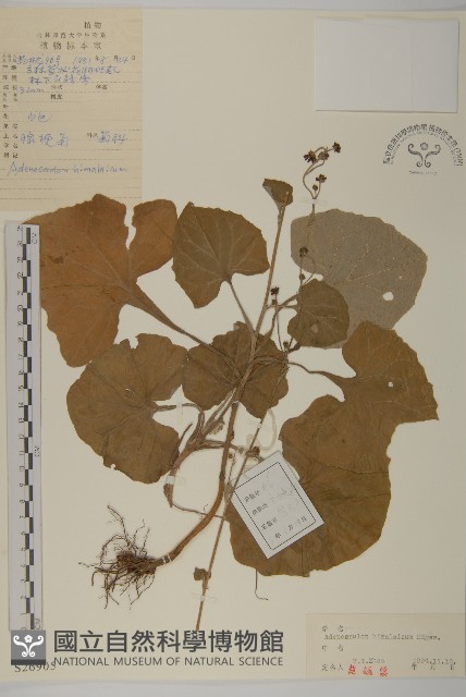 腺梗菜藏品圖，第1張