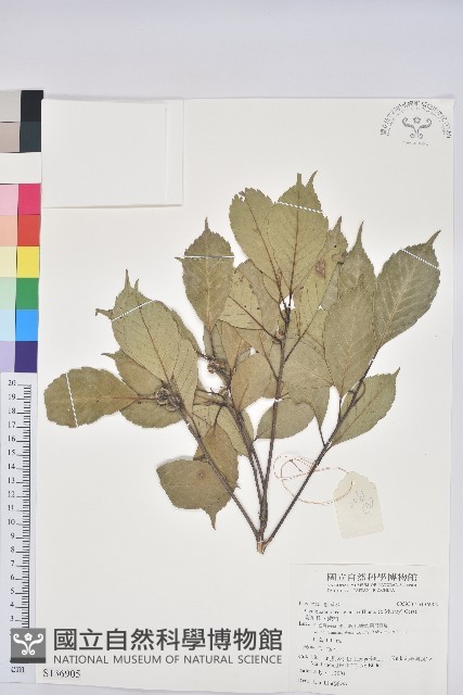 青剛櫟、鐵椆藏品圖，第1張