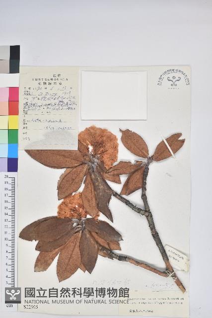 棕背川滇杜鵑藏品圖，第1張