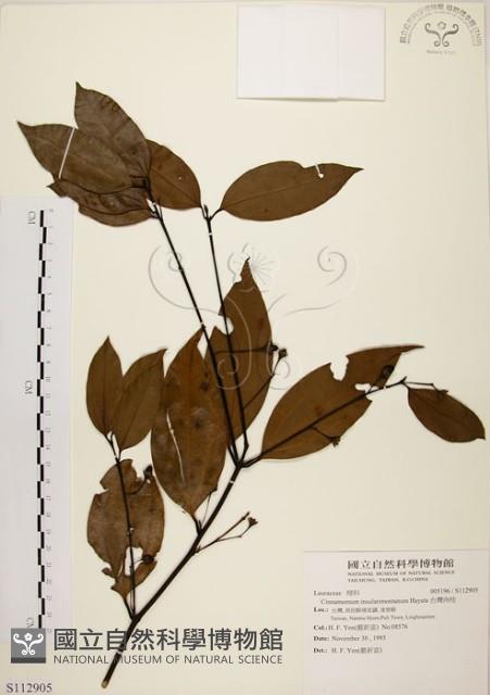 土肉桂藏品圖，第1張