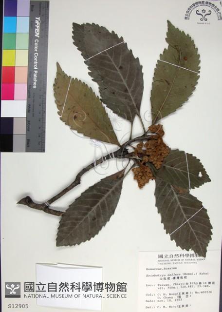 山枇杷、臺灣枇杷藏品圖，第1張