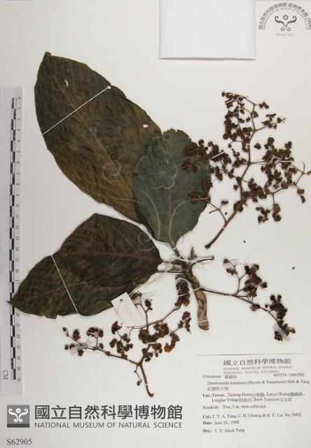 紅頭咬人狗藏品圖，第1張