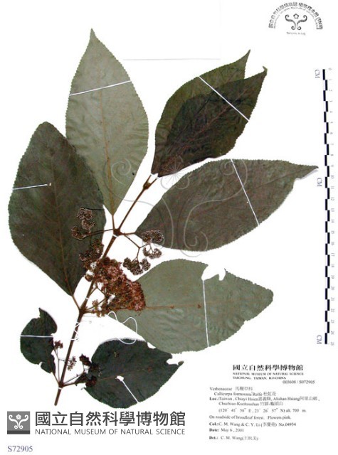 杜虹花，台灣紫珠藏品圖，第1張