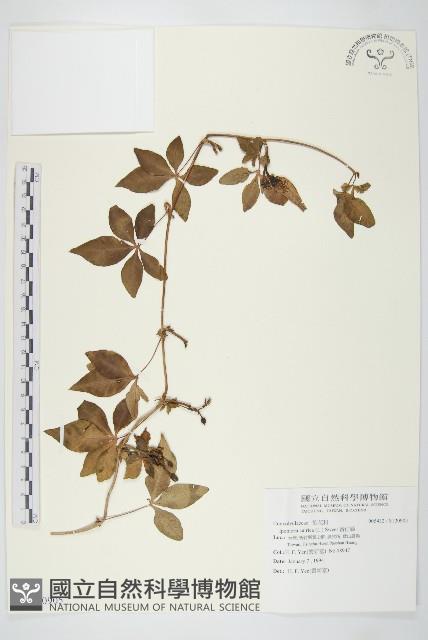 番仔藤藏品圖，第1張