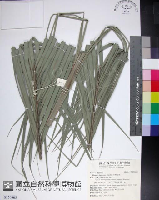 台灣海棗藏品圖，第1張