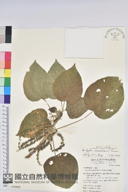 花蓮鐵莧、臺東鐵莧藏品圖，第1張