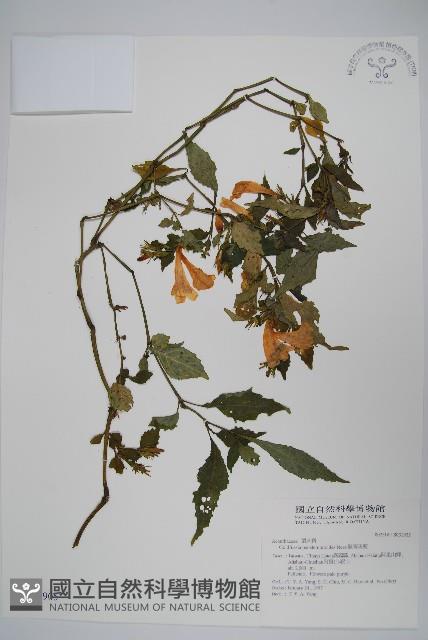 曲莖馬藍藏品圖，第1張