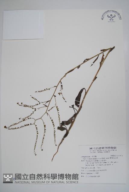 中國勿忘草藏品圖，第1張