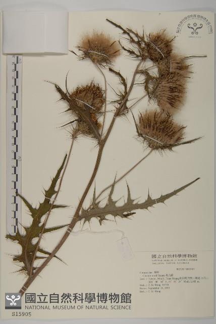 玉山薊藏品圖，第1張