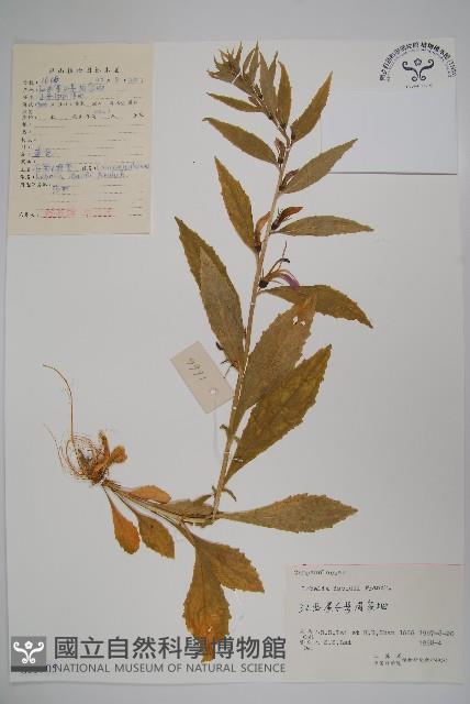 江南山梗菜藏品圖，第1張