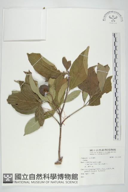 登錄號:S135905藏品圖，第1張