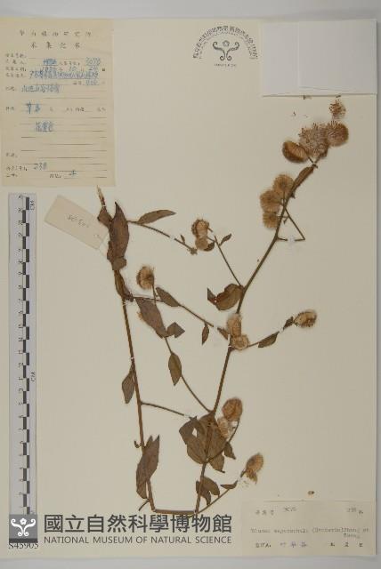 大頭艾納香藏品圖，第1張