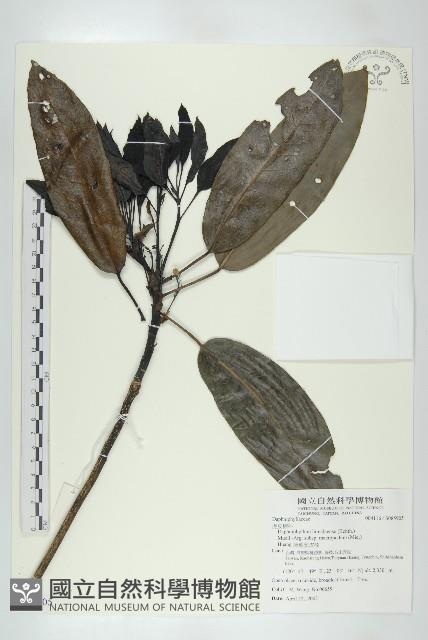 薄葉虎皮楠藏品圖，第1張