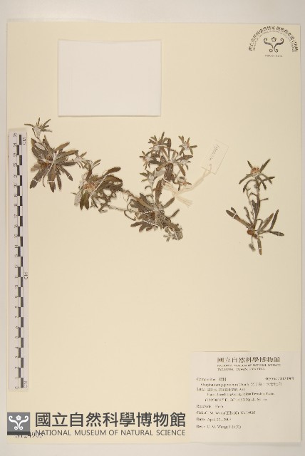 父子草、天青地白藏品圖，第1張