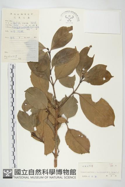 香港四照花藏品圖，第1張