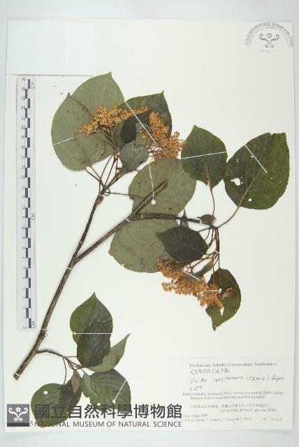 燈台樹藏品圖，第1張