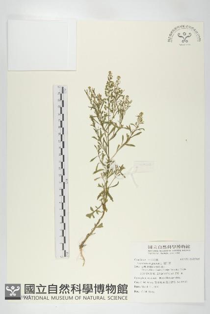 獨行菜藏品圖，第1張