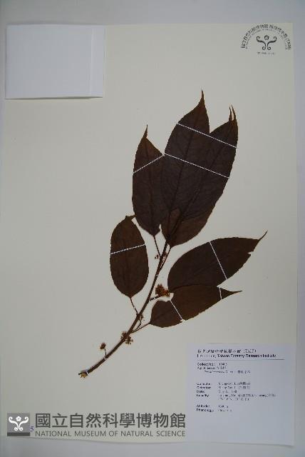 朱紅水木藏品圖，第1張