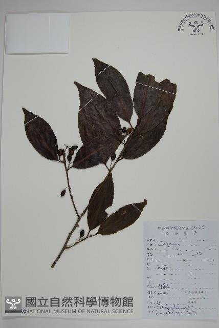 冬青藏品圖，第1張