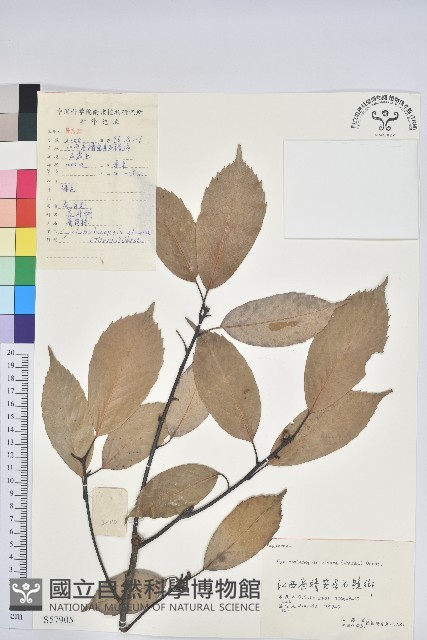 青剛櫟、鐵椆藏品圖，第1張