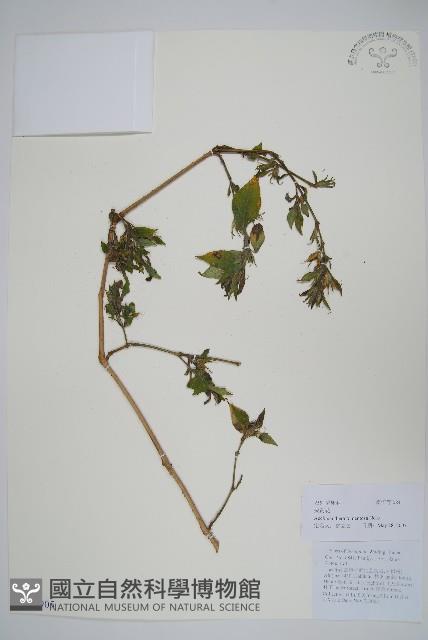 尖藥花藏品圖，第1張