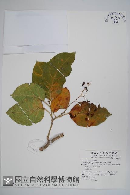 蘭嶼厚殼樹藏品圖，第1張