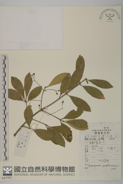 Accession Number:S047905 Collection Image, Figure 1, Total 2 Figures