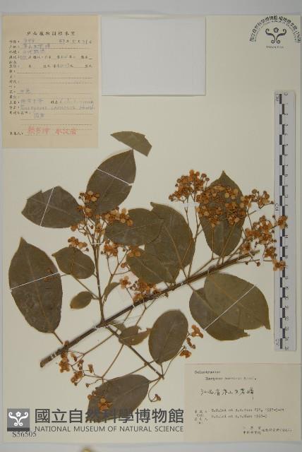 厚葉衛矛, 源一木藏品圖，第1張