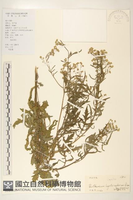 銀膠菊藏品圖，第1張