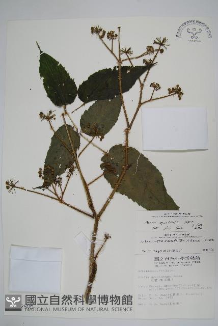 長刺蔥木藏品圖，第1張