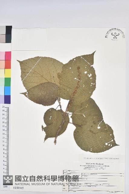 臺灣山麻桿，厚柱山麻桿藏品圖，第1張