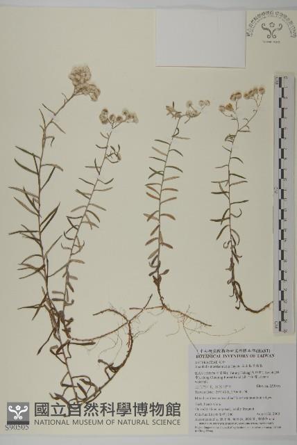 玉山抱莖籟簫藏品圖，第1張