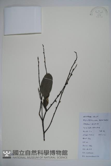 厚葉冬青藏品圖，第1張