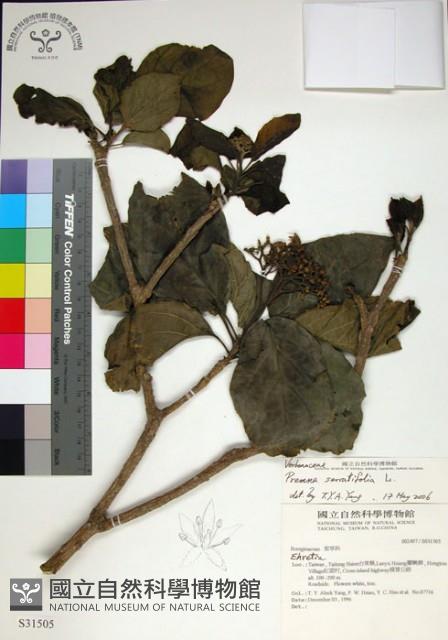 臭娘子藏品圖，第1張