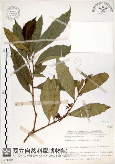 疏齒紫珠、恆春紫珠藏品圖，第1張