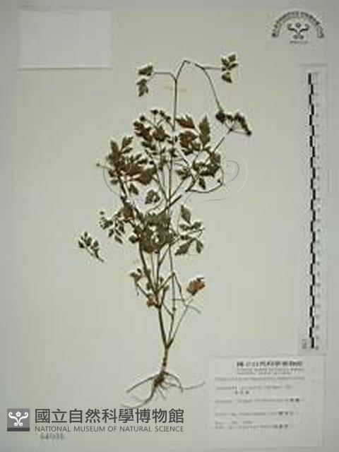 水芹菜藏品圖，第1張