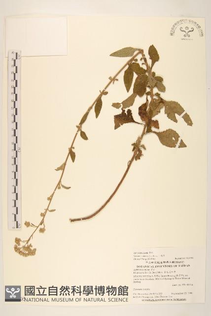 一枝香藏品圖，第1張