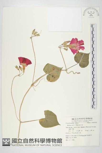 紫花牽牛、美洲牽牛花藏品圖，第1張