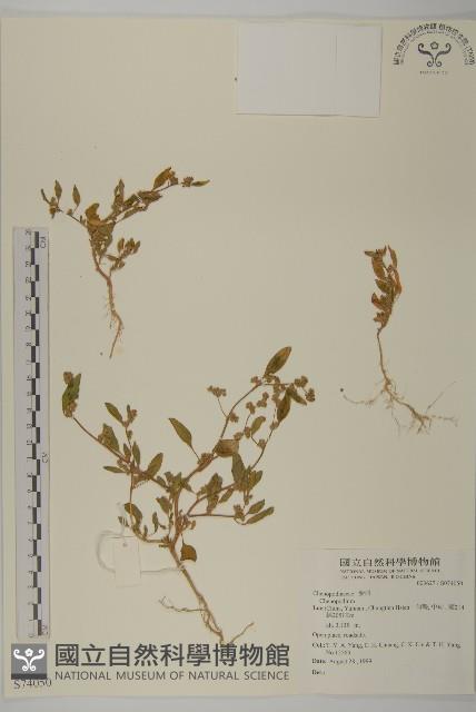 鹿皮斑木薑子藏品圖，第1張