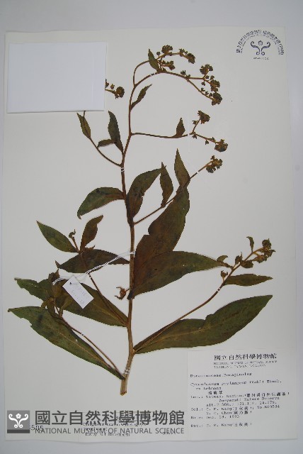 琉璃草藏品圖，第1張